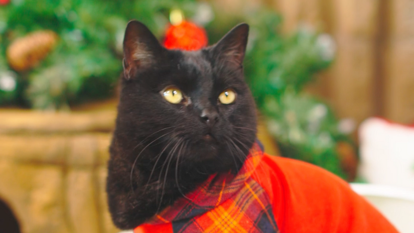 Purina: Tidy Cats Breeze